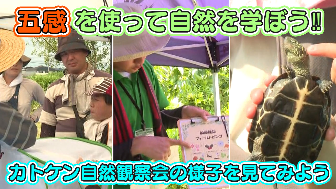 五感を使って自然を学ぼう!!カトケン自然観察会の様子を見てみよう 2024年8月