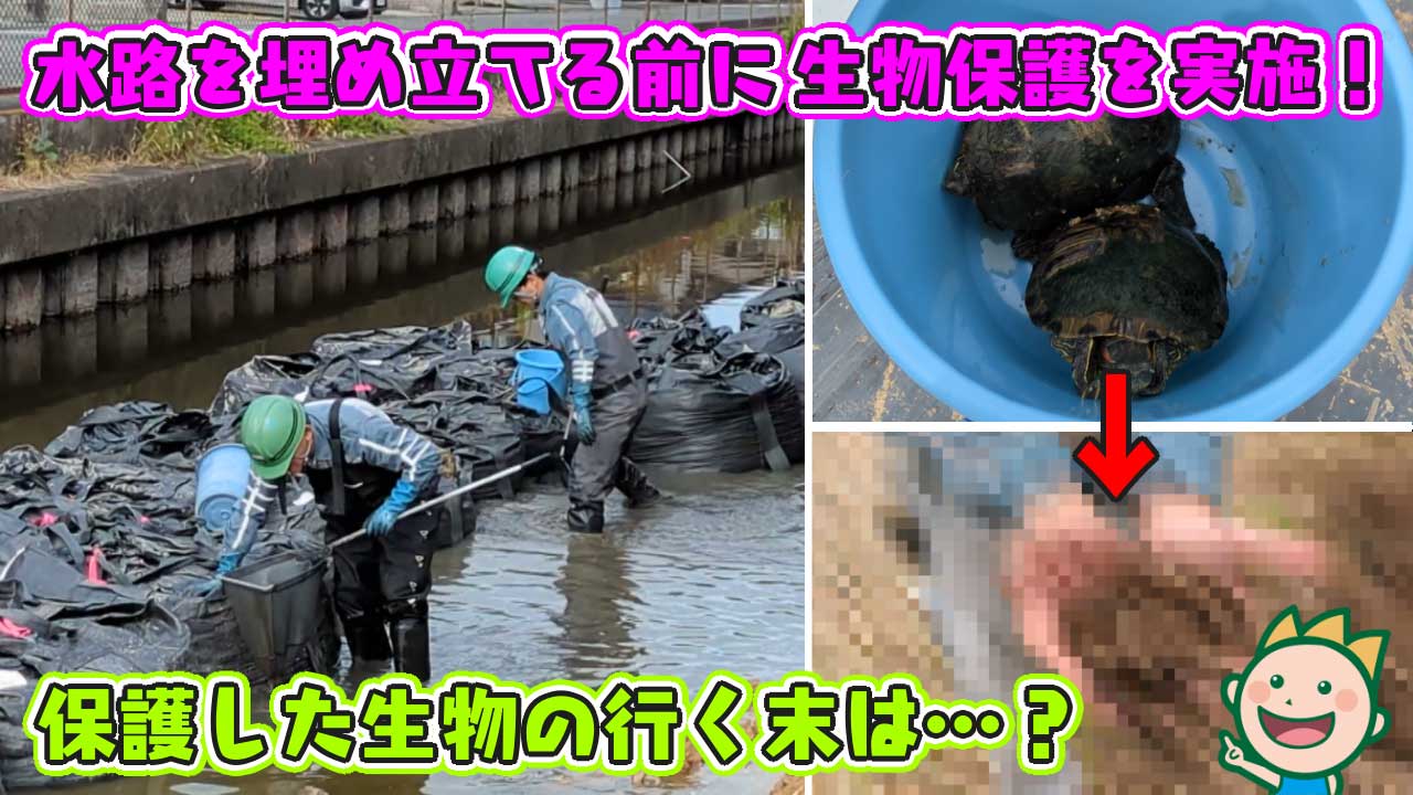 水路を埋め立てる前に生物保護を実施！保護した生物の行く末は...? 2025年1月