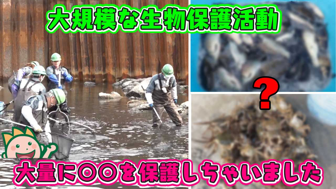 大規模な生物保護活動 大量に○○を保護しちゃいました 2025年2月